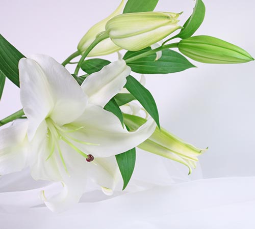 福祉葬プランの葬儀参考イメージ