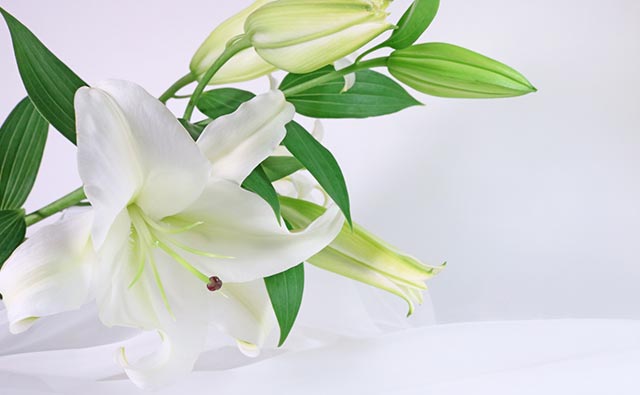 福祉葬プランの葬儀参考イメージ